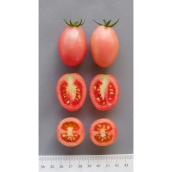 Семена тайских помидор строение семян рисунок