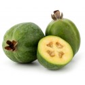 Feijoa, Pineapple Guava Seeds (Acca sellowiana)