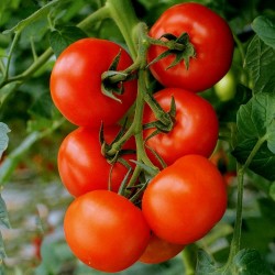High-Quality Hybrid Tomato Seeds Profit F1  - 1