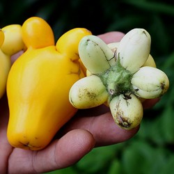 Kuheuterpflanze Samen (Solanum Mammosum)  - 2
