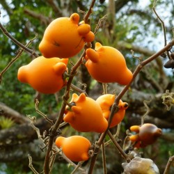 Kuheuterpflanze Samen (Solanum Mammosum)  - 3
