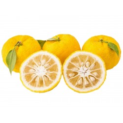 Yuzu Σπόροι Ιαπωνικά εσπεριδοειδή -20 ° C (Citrus junos)  - 2