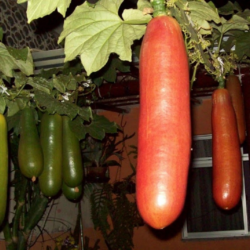 Semillas de Sicana (planta) (Sicana odorifera) | 7,95 €