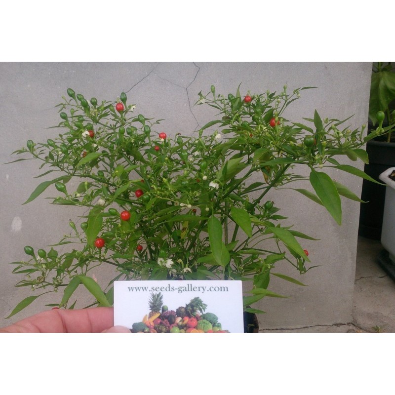 Chiltepin Frön (capsicum annuum) | 1,50 €