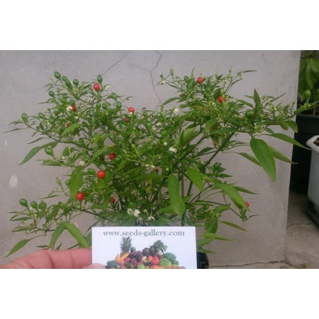 Chiltepin Τσίλι σπόρους | 1,50 €