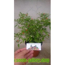 Chili Chiltepin Bonsai Seeds