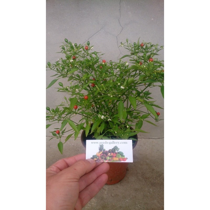 Chiltepin Frön (capsicum annuum) | 1,50 €