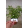 Chiltepin Frön (capsicum annuum) | 1,50 €