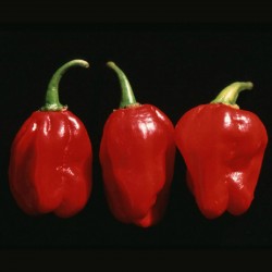 Sementes de Pimenta Numex Suave Red  - 2