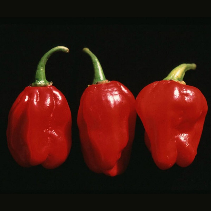 Chili Numex Suave Red Seeds  - 2