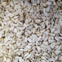 1000 semena Dzinovskog belog suncokreta  - 2