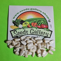 1000 семена Гигантские белые подсолнечника  - 3