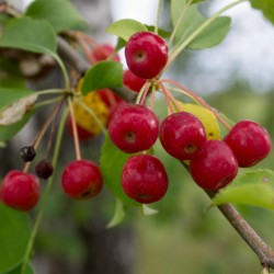 Siberian Crab Apple Seeds - Fast, Fragrant, Hardy (Malus baccata)  - 1