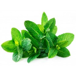 Sementes de hortelã-verde (Mentha spicata)  - 2
