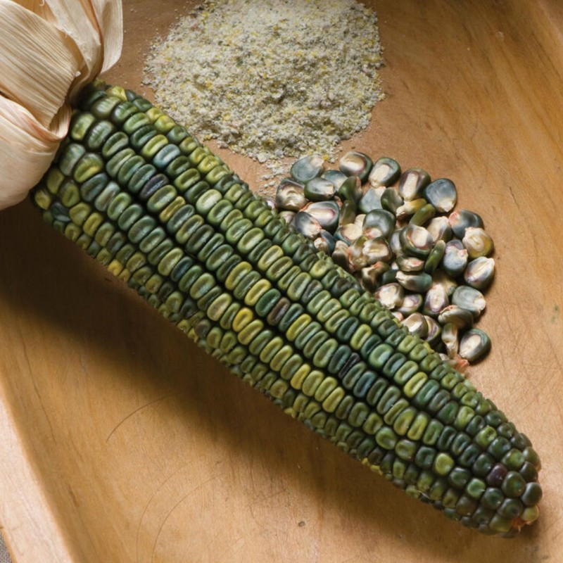 Graines de Maïs 'Vert d'Oaxaca'  - 1