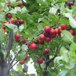 Körsbärsplommon Frön (Prunus cerasifera) Seeds Gallery - 2