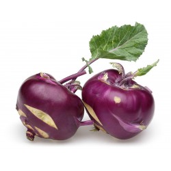 Kohlrabi Seeds Purple Vienna  - 4