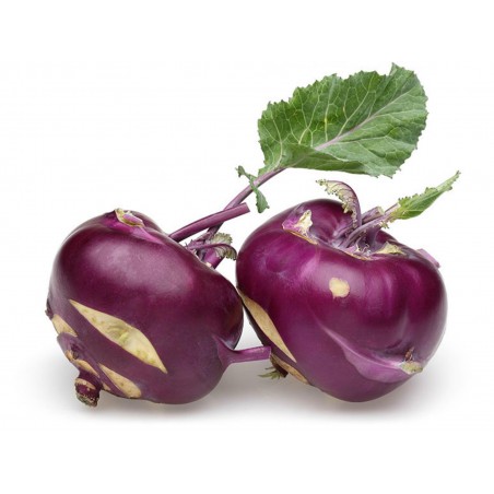 Vienna Purple Kohlrabi Samen | 2,00 €