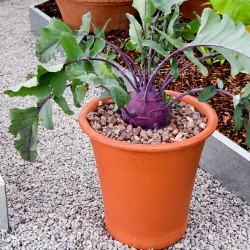 Kohlrabi Seeds Purple Vienna  - 3