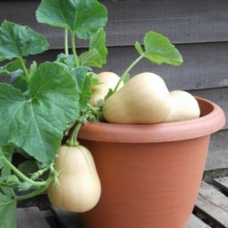 Small Fruited, Mini Butternut Squash Seeds Seeds Gallery - 4