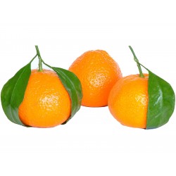 Graines de Mandarinier (Citrus reticulata)  - 4