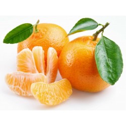 Småcitrus Mandarin Frön (Citrus reticulata)  - 5