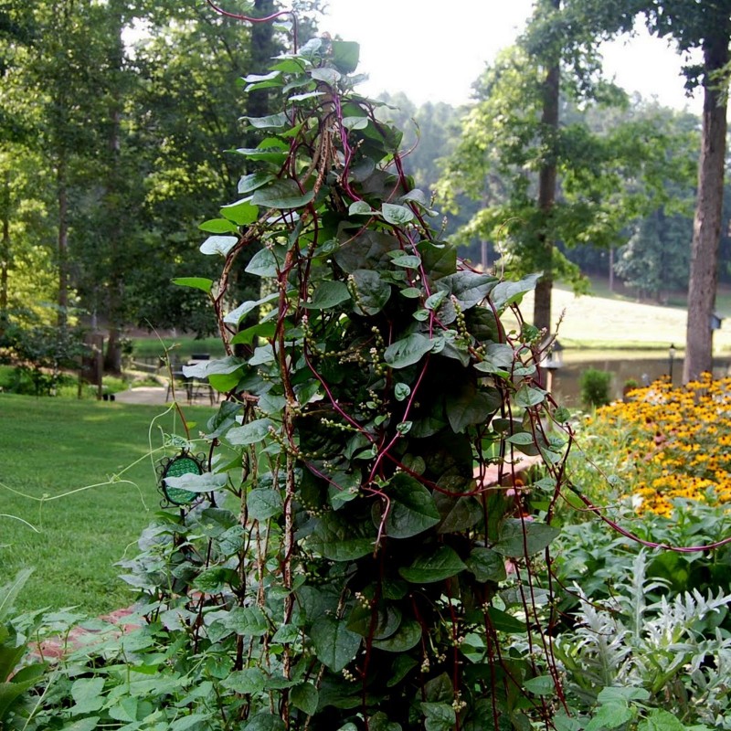 Semi di spinaci di Malabar, spinaci rampicanti (Basella alba) | 3,55 €