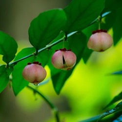 Katuk, Star Gooseberry, Sweet Leaf Frö (Sauropus androgynus)  - 4