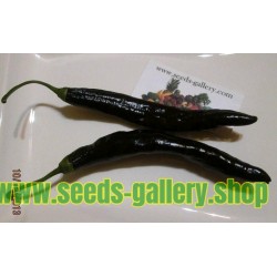 Pasilla Bajio Seeds - Black Chili