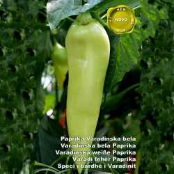 Sementes de pimentão Varadinska Branco  - 2