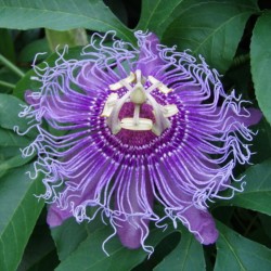 Semillas de flores de la pasión púrpura (Passiflora incarnata)  - 4