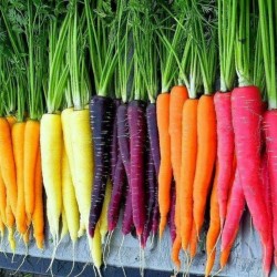 Regenbogen Karotten Samen (Mischfarben)  - 2