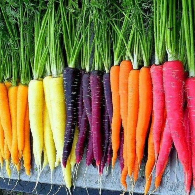 Sementes de cenoura arco-íris (cores misturadas)  - 2
