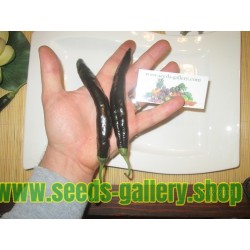 Pasilla Bajio Seeds - Black Chili