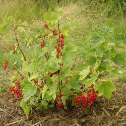 Röda vinbär Frön -40C (Ribes rubrum)  - 4