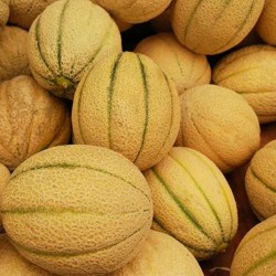 Cerovaca alte serbische Melone Samen  - 2