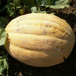 Cerovaca melonfrön gammal serbisk variation  - 1