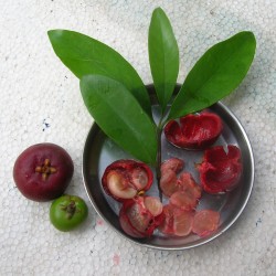 Fröer Mangostan (Garcinia mangostana)  - 4