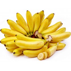 Σπόροι άγρια μπανάνα (Musa balbisiana)  - 6