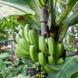 Semi di nano banane Cavendish, Piccolo banana Musa Acuminata  - 1