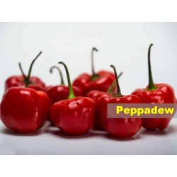 Peppadew Africki Chili Cili Seme (Capsicum baccatum)  - 2