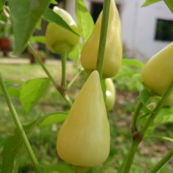 Σπόροι Τσίλι πιπέρι Λευκό ΔΌΡΥ  - 3