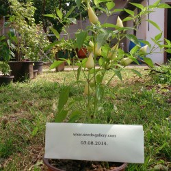 White Chili Seeds SPEAR  - 2