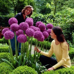 Riesen Lauch Samen Winterhart (Allium Giganteum)  - 4