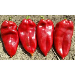 Moravska Kapija Big Sweet Pepper Seeds (Morava Gate)  - 2