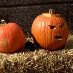 Halloween, Jack’O Lantern Pumpkin Seeds  - 4