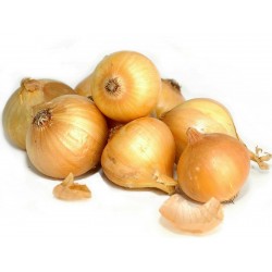 Zwiebelsamen Kupusinski Jabucar (Apfelzwiebel)  - 2