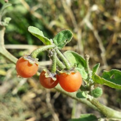 Gul Nattskatta Fröer (Solanum villosum)  - 5