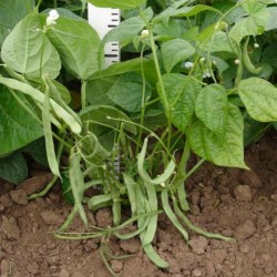 Moscow white beans Seeds  - 1