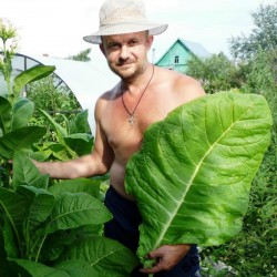 Russian Smoking tobacco seeds Trapezond  - 2